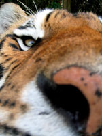 Tiger Nose