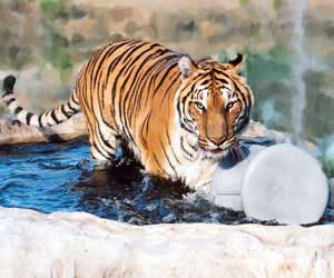 circus tigers  A Big Cat Volunteer&#8217;s Story TigerPOOL