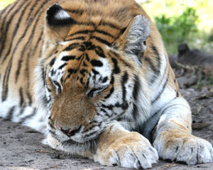 Tiger Trucha Sleeps