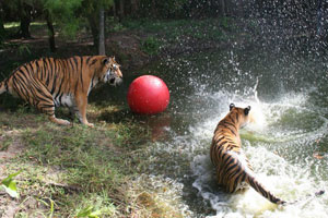 tigers swimming playing with ball
