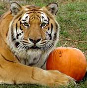 Saber Loves Pumpkins  Saber the Tiger recycletiger