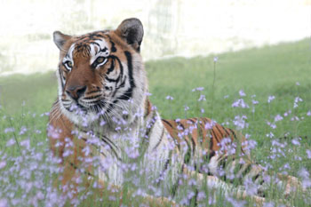 Tiger in field of flowers at Big Cat Rescue