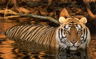 Tiger in Lake  AdvoCat News 2010 01 tigergoldenwater