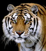 Tigers need your voice  AdvoCat 2008 01 tigerhauntinggreeneyes