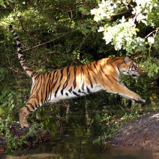 Tiger Leaping