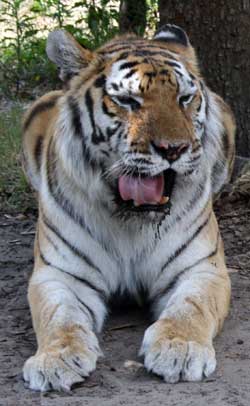 Tiger Trucha at Big Cat Rescue