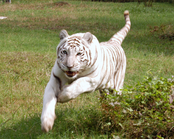 White tiger runs through grass