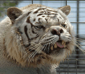Kenny the White Tiger died in 2008