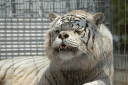 Kenny the White Tiger died in 2008  White Tigers WhiteTigerDeformed4