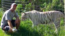 ligers  White Tiger and Lion WhiteTigerScottLope