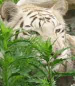White Tigers WhiteTigerShyBather