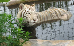 ligers  White Tiger and Lion WhiteTigerWashes