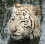 White Tigers WhiteTigerWinks