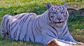 white tiger  White Tigers WhiteTigerZabuTimNations