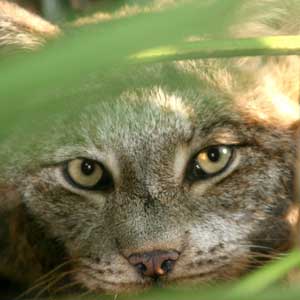 Shatia the Canada Lynx