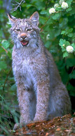 Canada Lynx Facts canadianlynxflowers