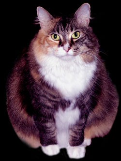 Sidney the domestic cat.  Shhh! Don't let her hear you call her that.  Domestic Cat Facts Sidney