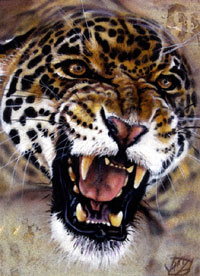 Jaguars of Big Cat Rescue JWBattitude2