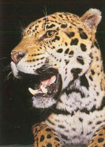 Jaguar and Jaguar Kitten Threats 