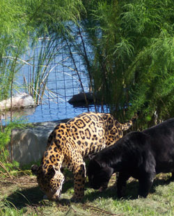 jaguars by the pool at Big Cat Rescue