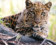 The Jaguar Trust JaguarSimba
