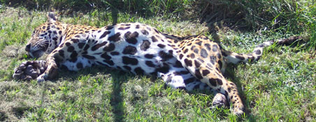 Jaguars of Big Cat Rescue JaguarStarvedOnArrival