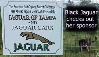Jaguars of Big Cat Rescue jaguarnearsign