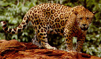 Jaguar in Forest  Jaguar Facts &#8211; Interesting Information About Jaguars jaguaronloginwoods