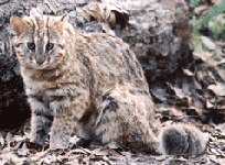 Leopard Cat Facts leopardcatamur