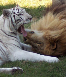 Lion and White Tiger