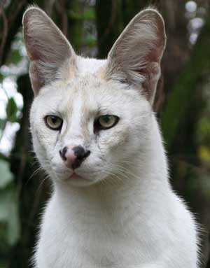 White Serval Pharoah