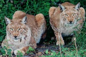 Siberian Lynx Brothers