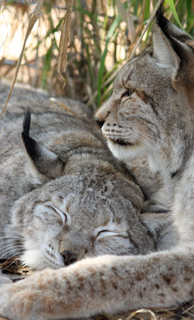 Siberian Lynx Snuggle  Our Evolution SiberianLynxSnuggle