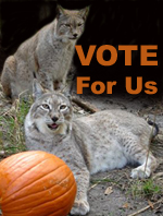 Vote For Big Cat Rescue