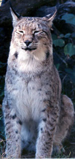 Siberian Lynx Facts siberianlynxcoolcat