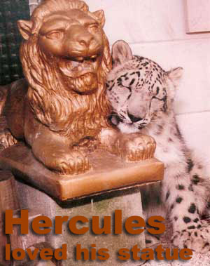 Hercules the Snow Leopard loved his statue