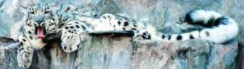 Snow Leopard image  TERICH VALLEY: SNOW LEOPARD SURVIVAL ISSUES snowleopardKristinaWeekley