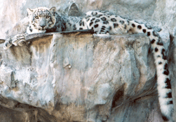 Snow Leopard on Cool Ledge  Snow Leopard Cat-a-tats at Big Cat Rescue snowleopardledge