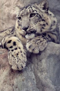 Snow Leopard Photo  TERICH VALLEY: SNOW LEOPARD SURVIVAL ISSUES snowleopardsZoe2