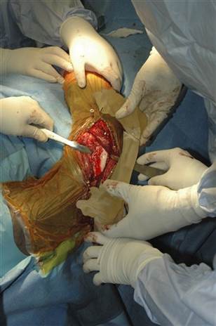 Photo Op Tiger Cub Needs Reconstructive Surgery for Legs