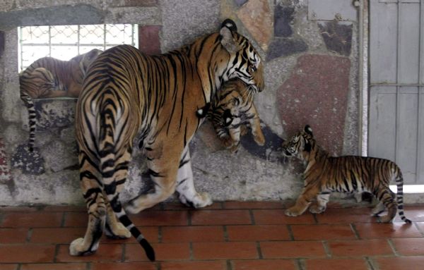 Mother tiger with cubs in miserable zoo