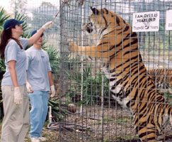 Buffy the Tiger Dies and Tribute to Wonderful Cat OperanttigerBuffy2