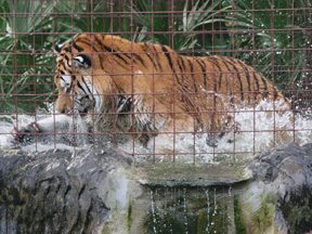 Tiger TJ splashing in pond