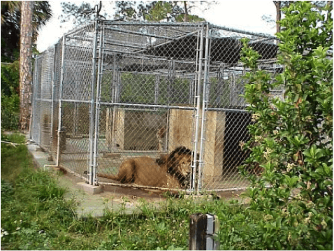 Big cats are often kept in concrete & steel jail cells