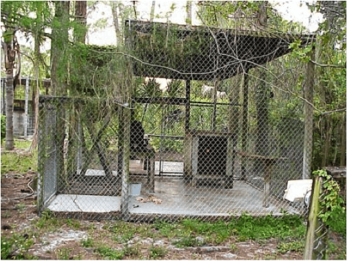 Most big cats endure squalid conditions  cubs2 squalidconditionsforbigcats