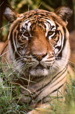 Tiger in the grass on photo safari at Big Cat Rescue