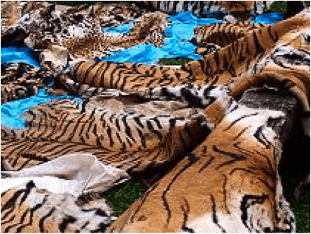 Skins from poached tigers