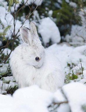 White Rabbit in Nature