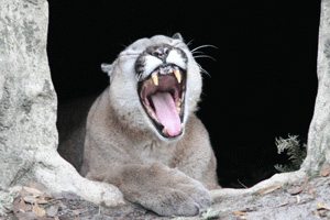 Cougar Yawns
