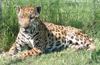 Jaguars of Big Cat Rescue JaguarMaleFullView